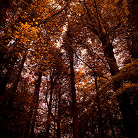 Autumn Trees in Somerset