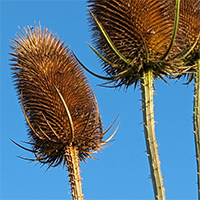Teasels, Issue 46, November 2025