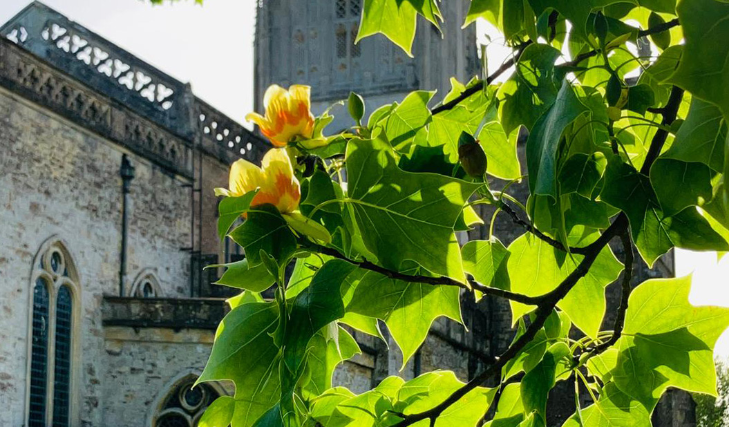 Tulip Tree