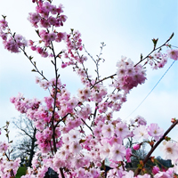 May Blossom - Chris Rolls