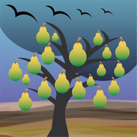 Pear Tree