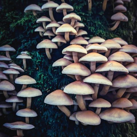 S Mills Photo Fungi