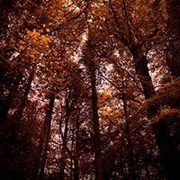 Autumn Trees in Somerset